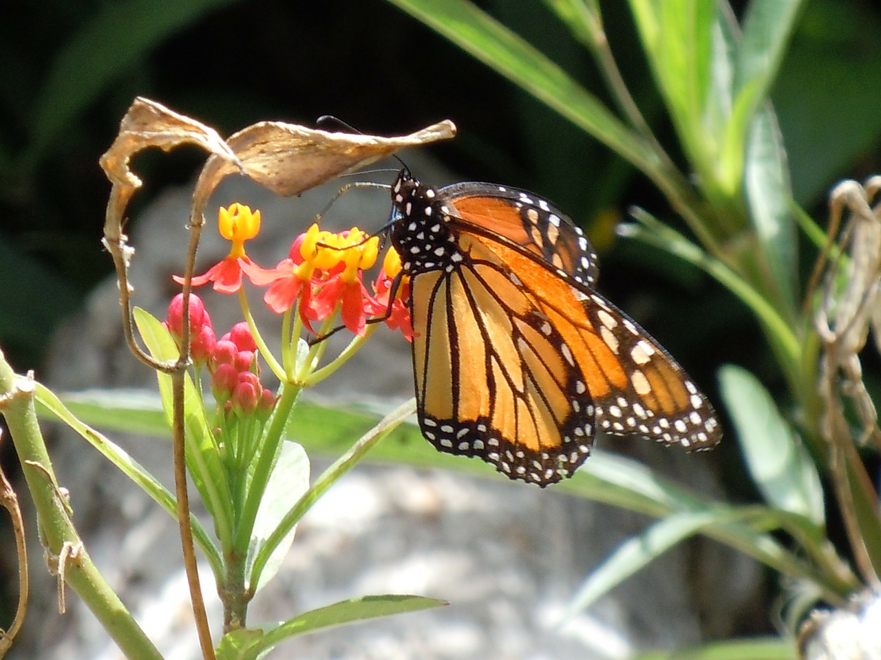 monarch butterfly milkweed free photo