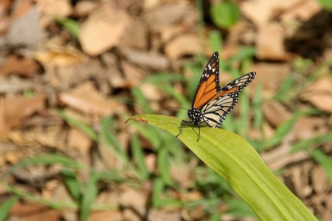 monarch butterfly insect free photo