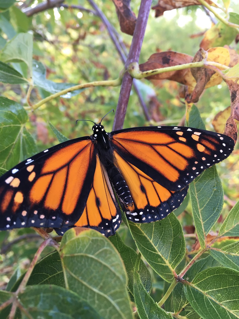 monarch butterfly wings free photo
