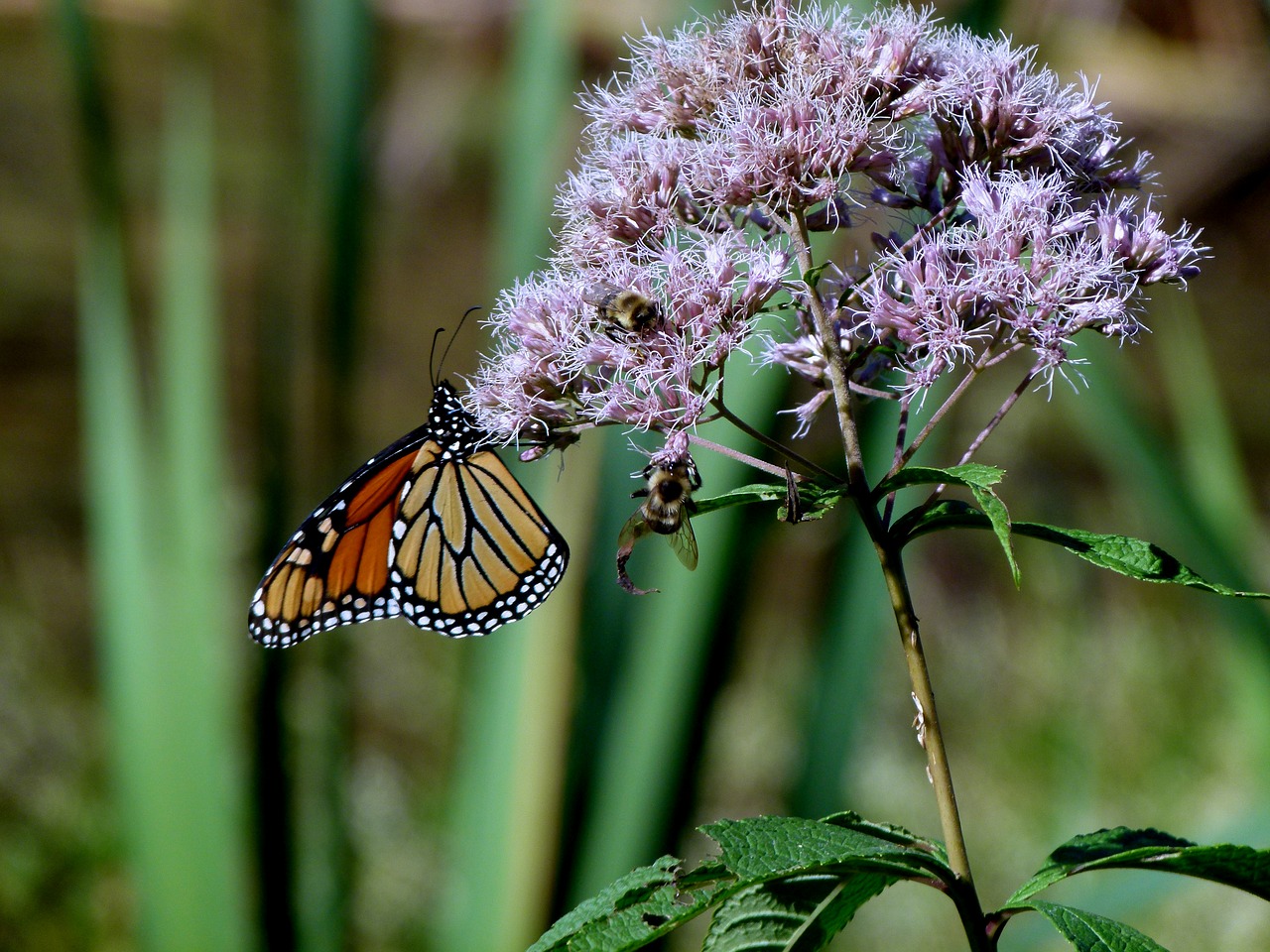 monarch butterfly joe pye weed free photo