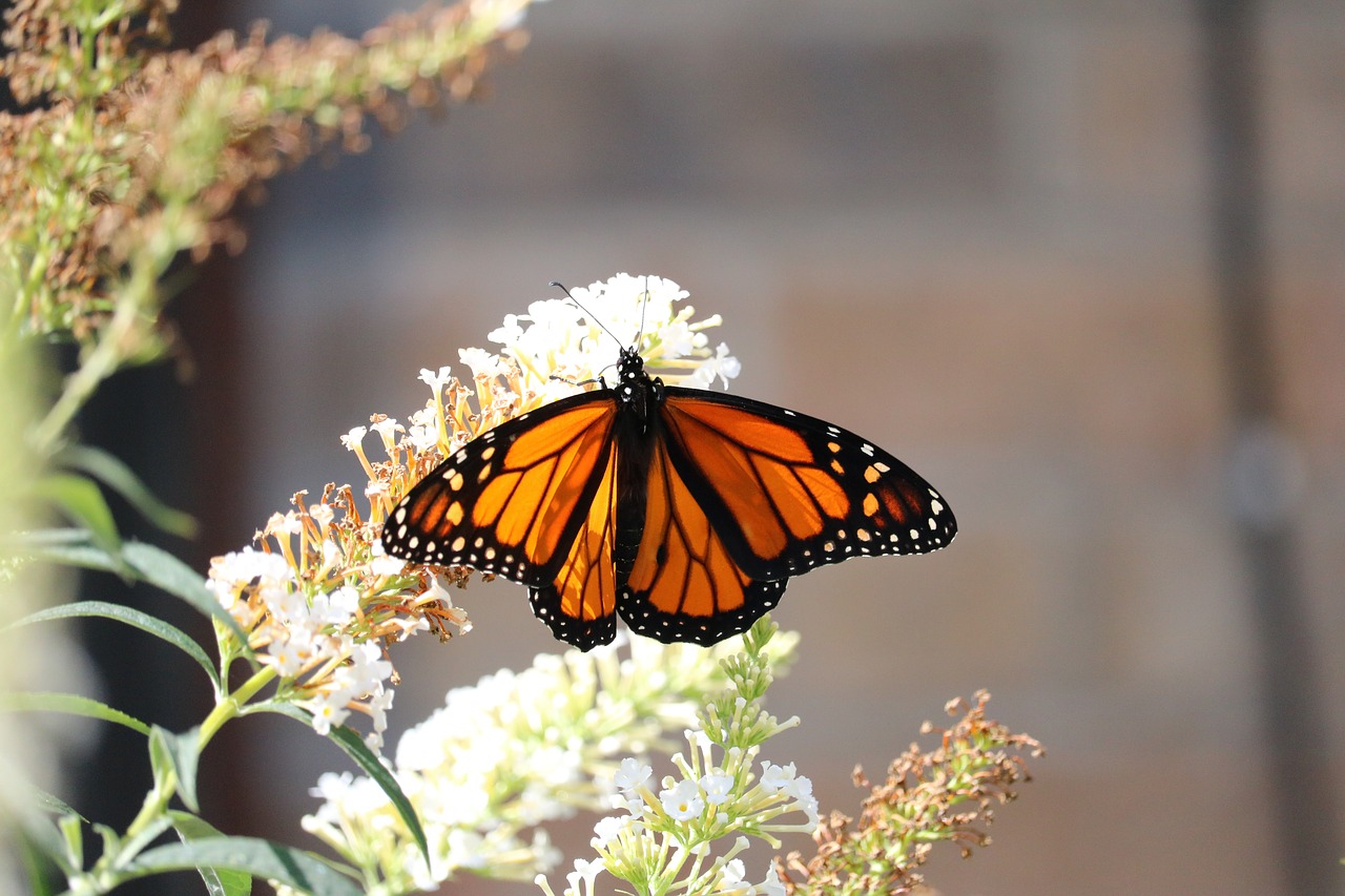 monarch butterfly flower free photo