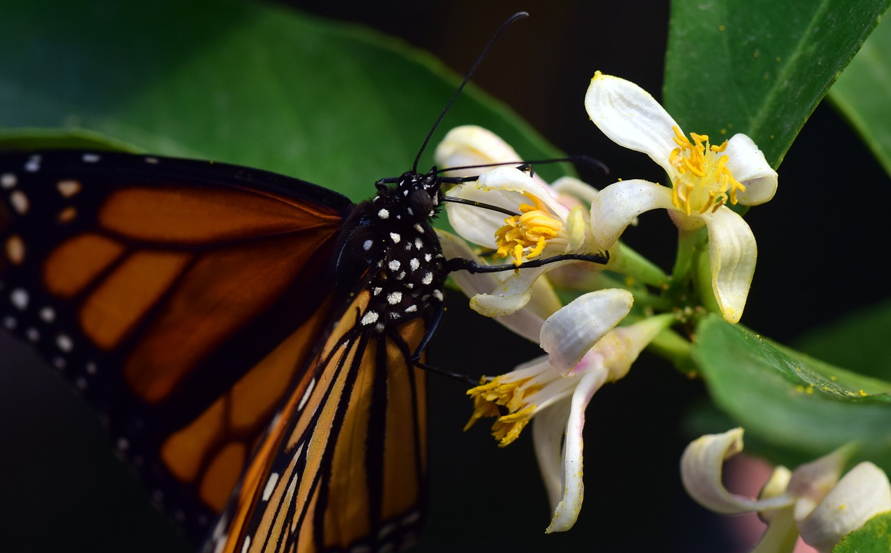 monarch wing food free photo