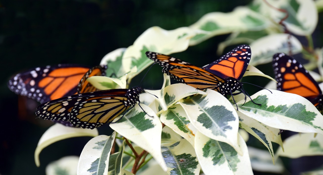 monarch close tropical free photo