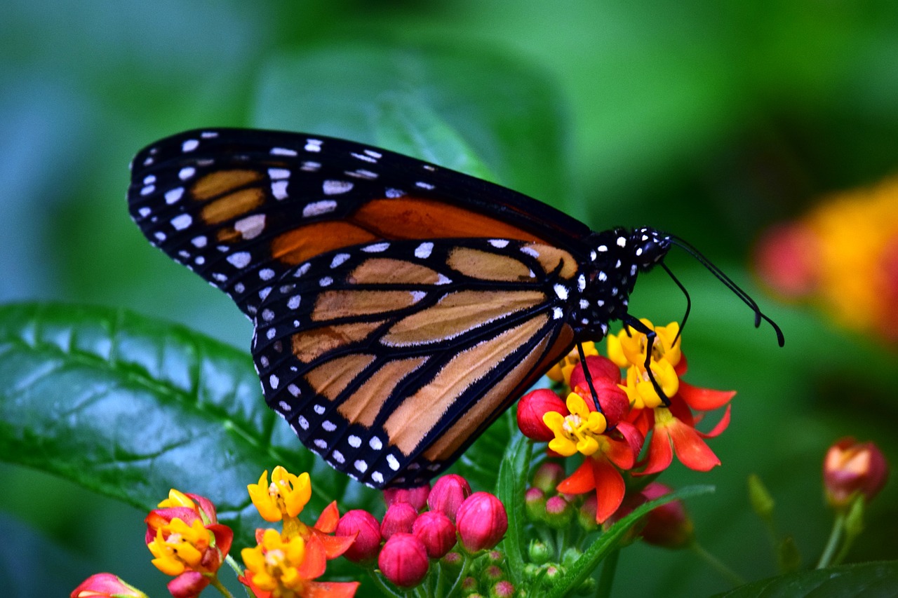 monarch butterflies wing free photo