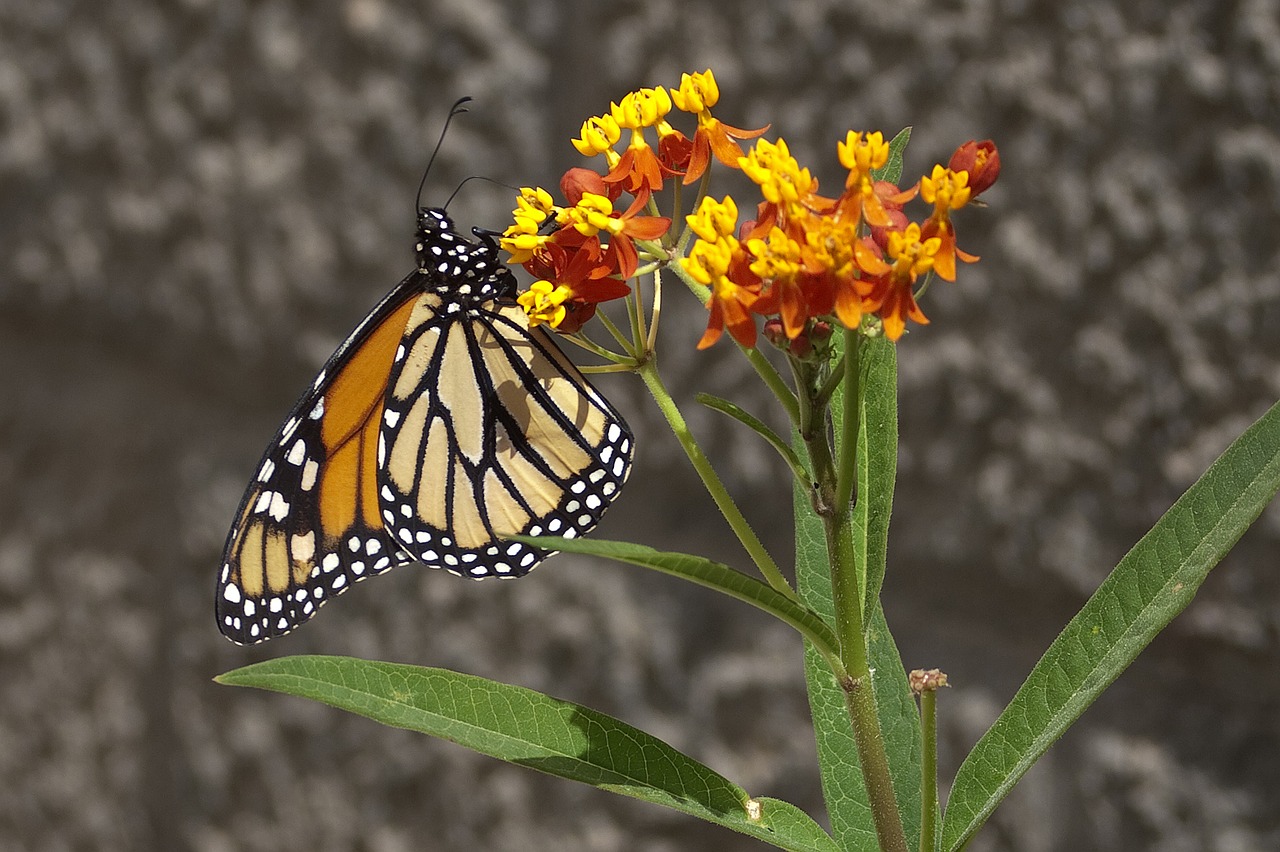 monarch  butterfly  asclepias free photo