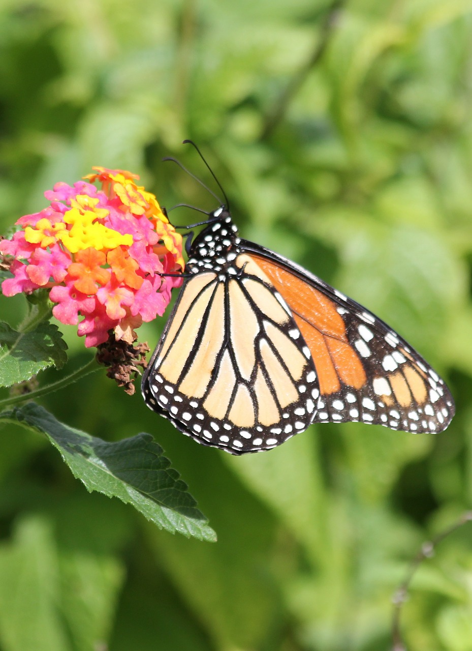 monarch butterfly orange free photo