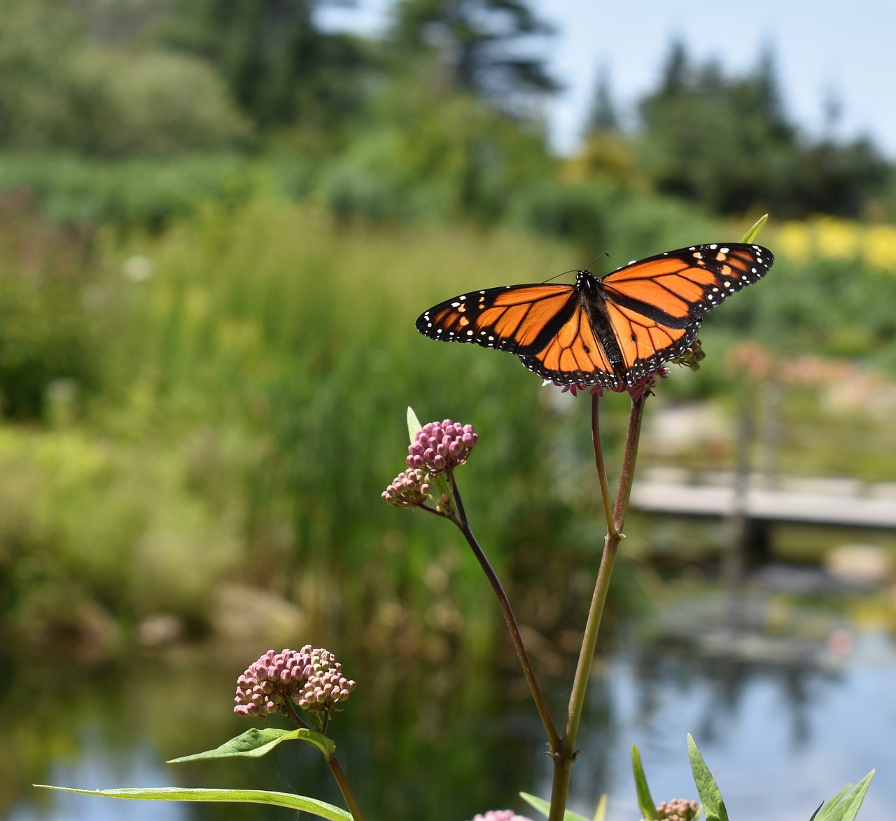 monarch  butterfly  orange free photo