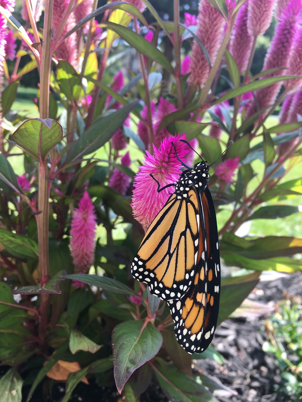 monarch  butterfly  nature free photo