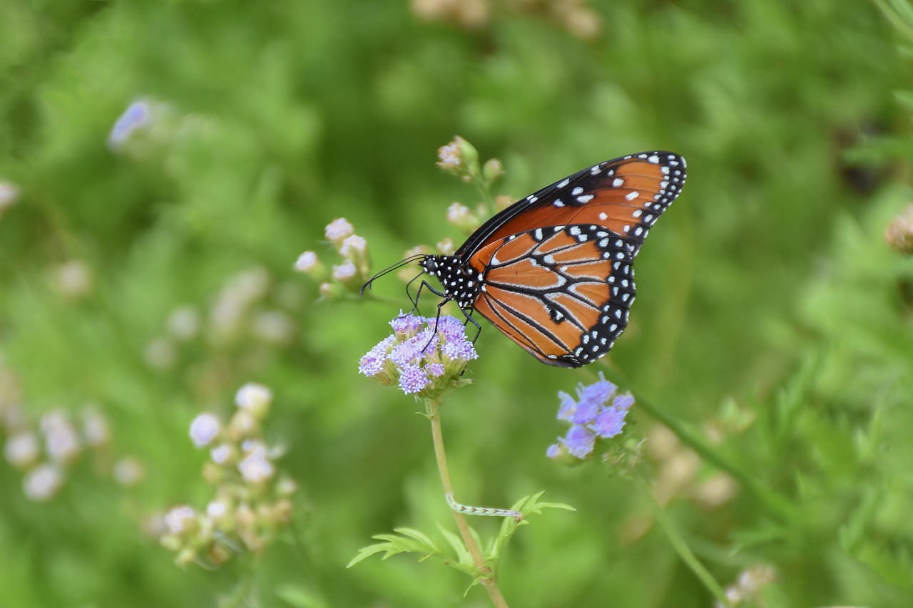 monarch  milkweed  caterpillar free photo