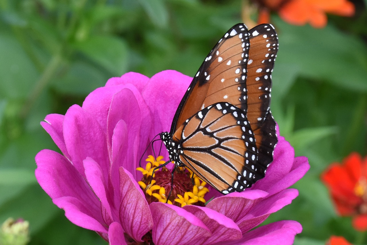 monarch  butterfly  summer free photo