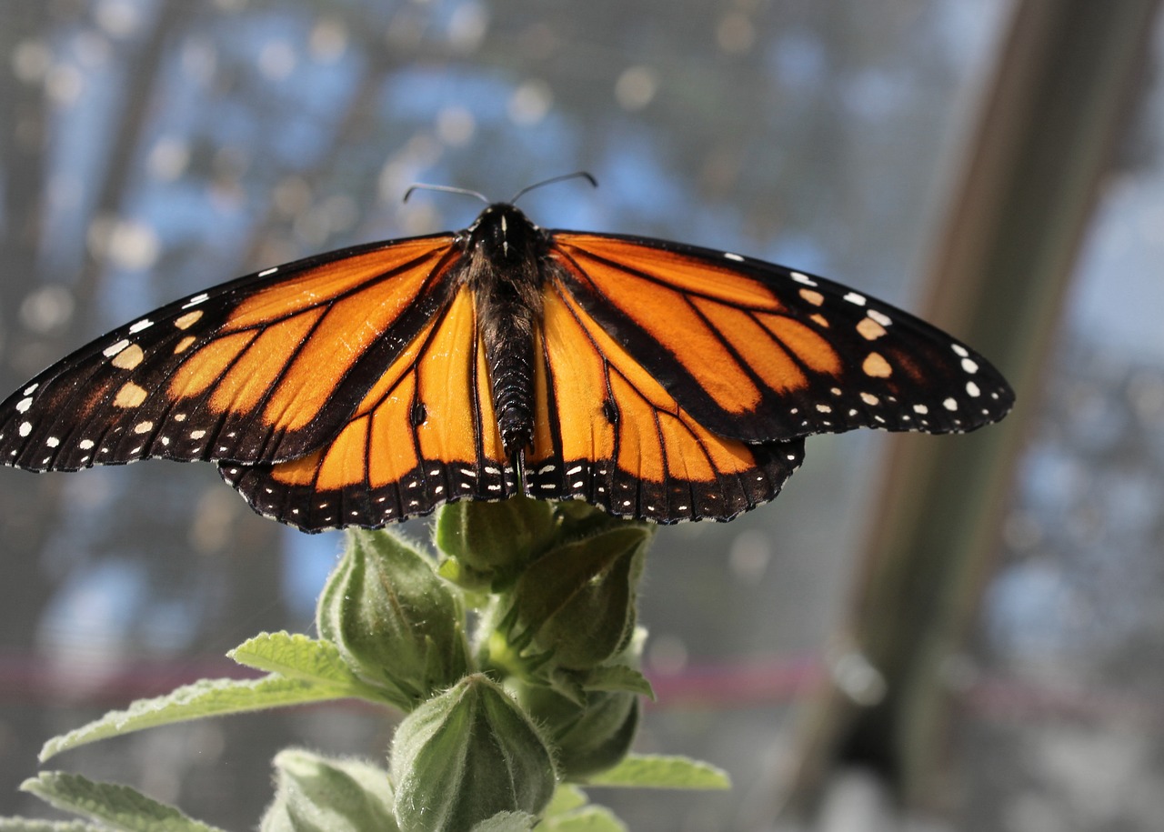 monarch  butterfly  nature free photo