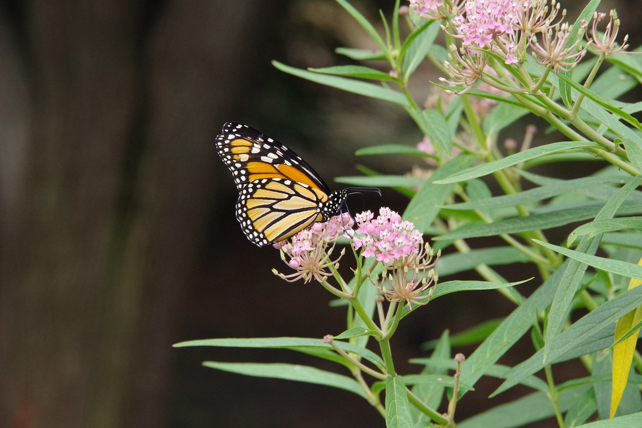 monarch  butterfly  milkweed free photo