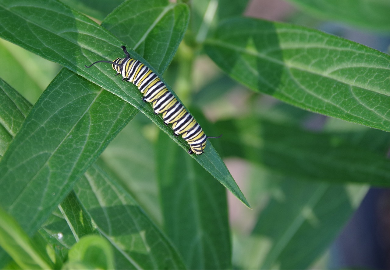 monarch  caterpillar  milkweed free photo