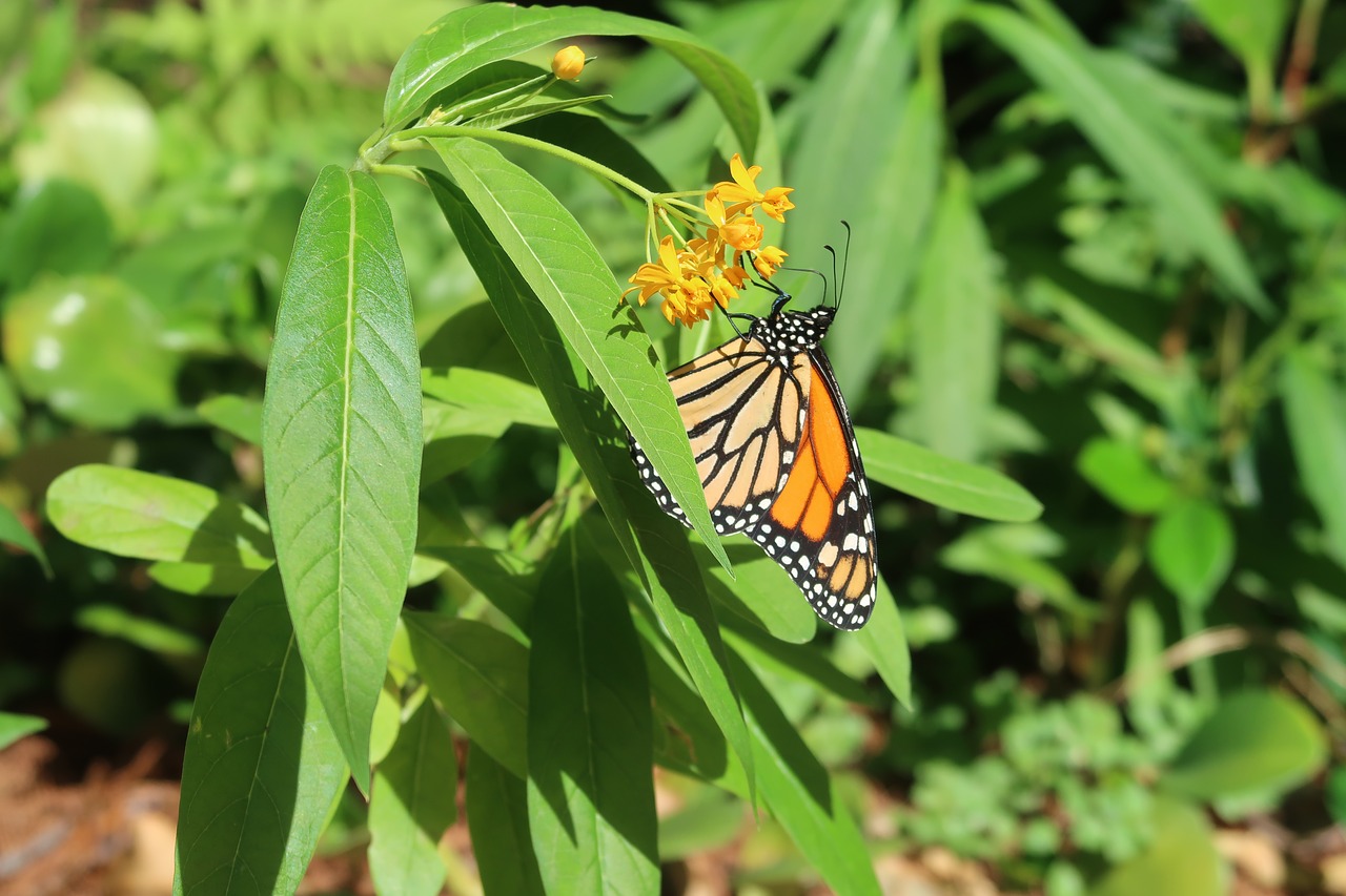 monarch  butterfly  insect free photo