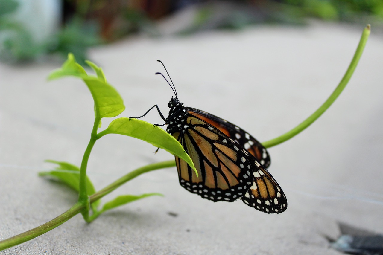 monarch  butterfly  plant free photo