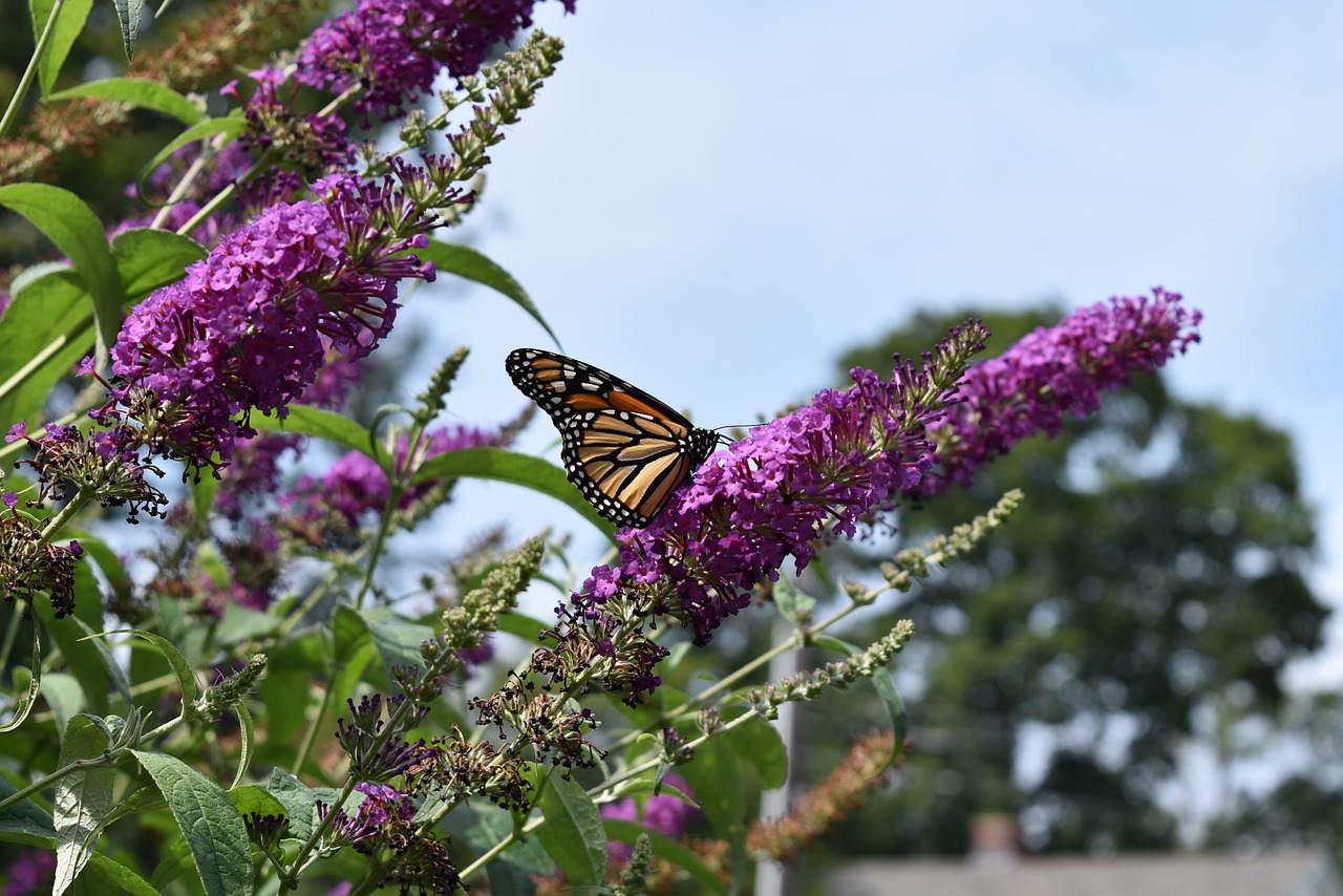 monarch  butterfly  fly free photo