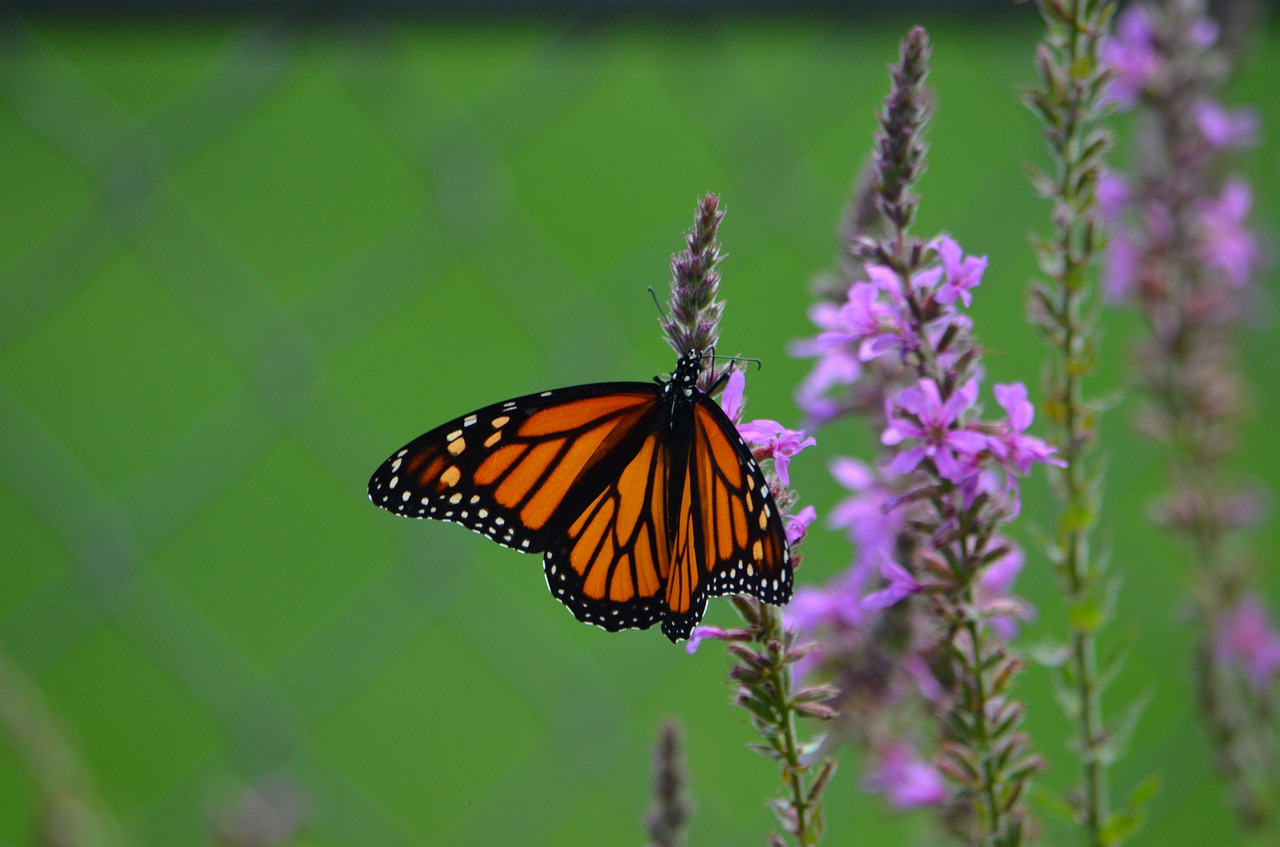 monarch  butterfly  orange free photo