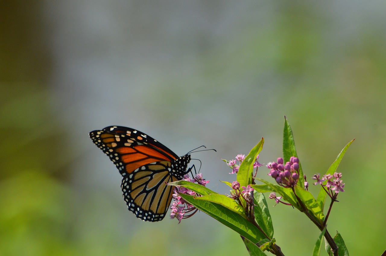 monarch  butterfly  flowers free photo