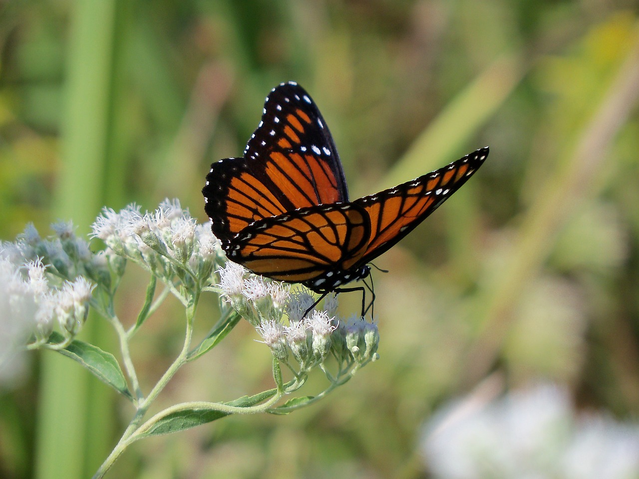 monarch butterfly insect free photo