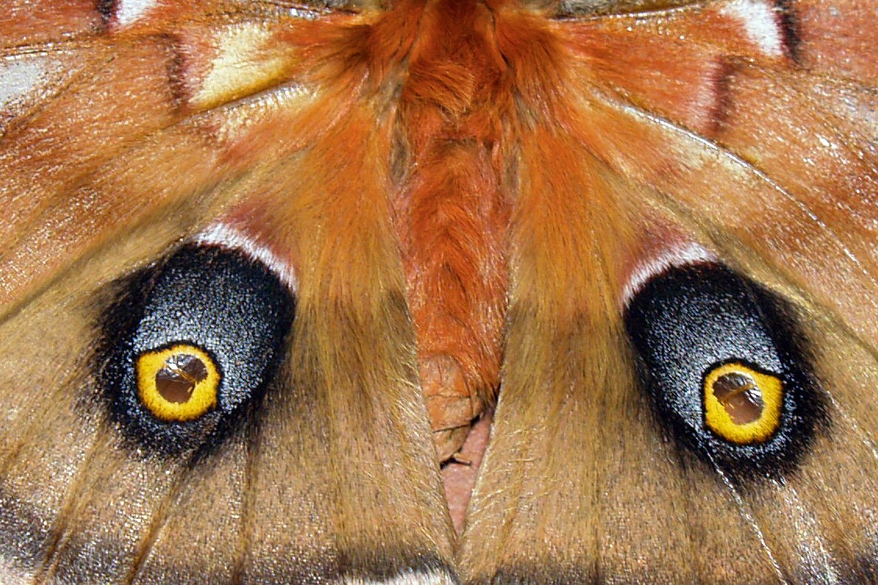 monarch butterfly eyes free photo