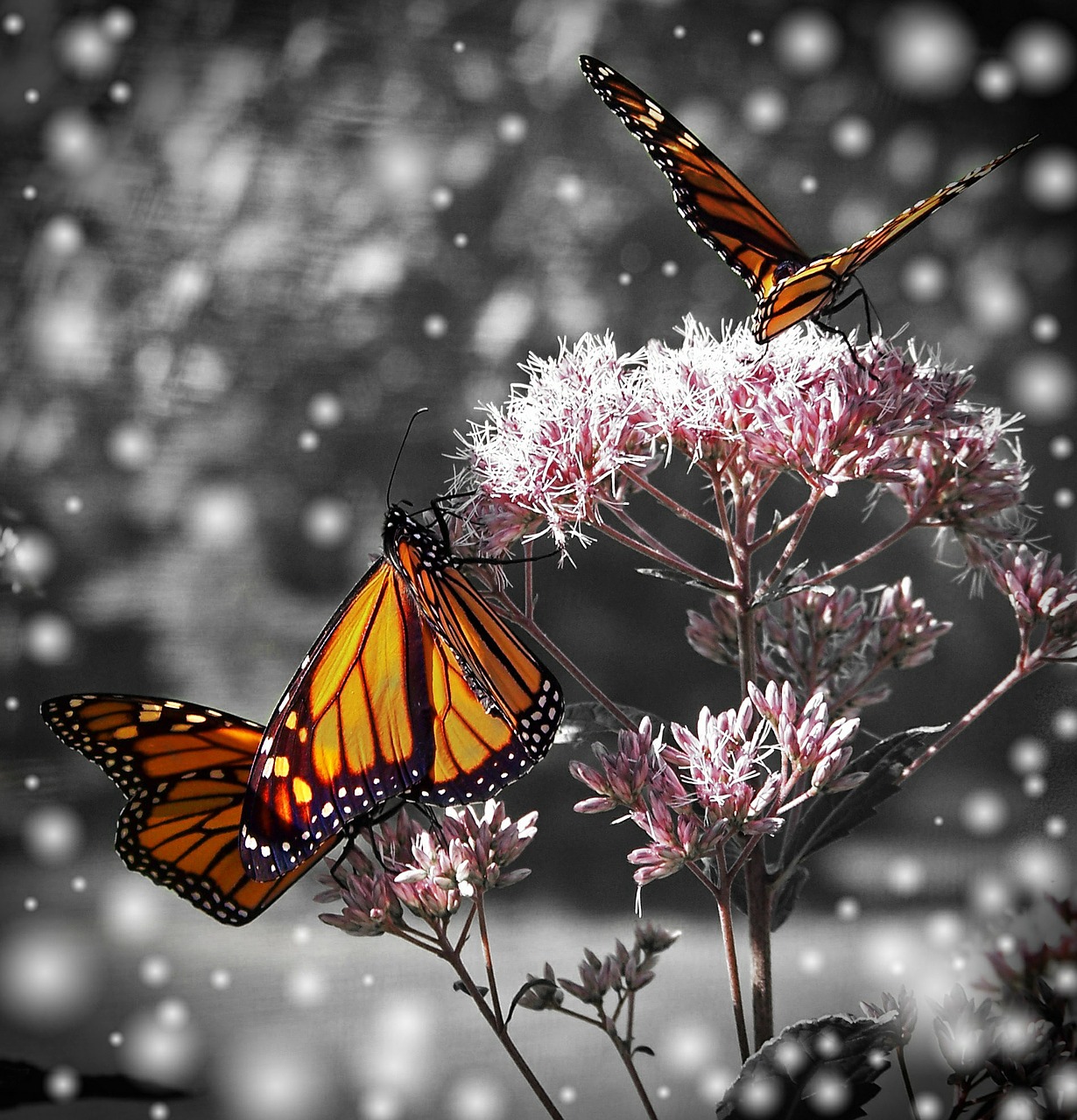 monarch butterfly flower free photo