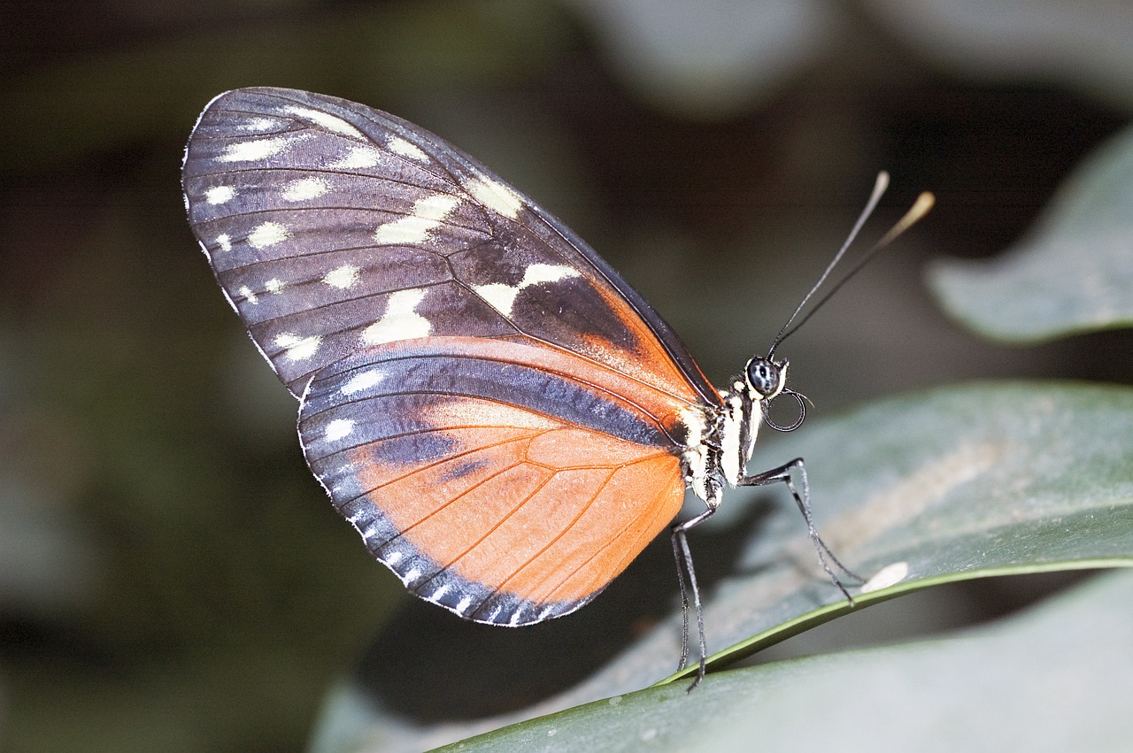 monarch butterfly moth free photo