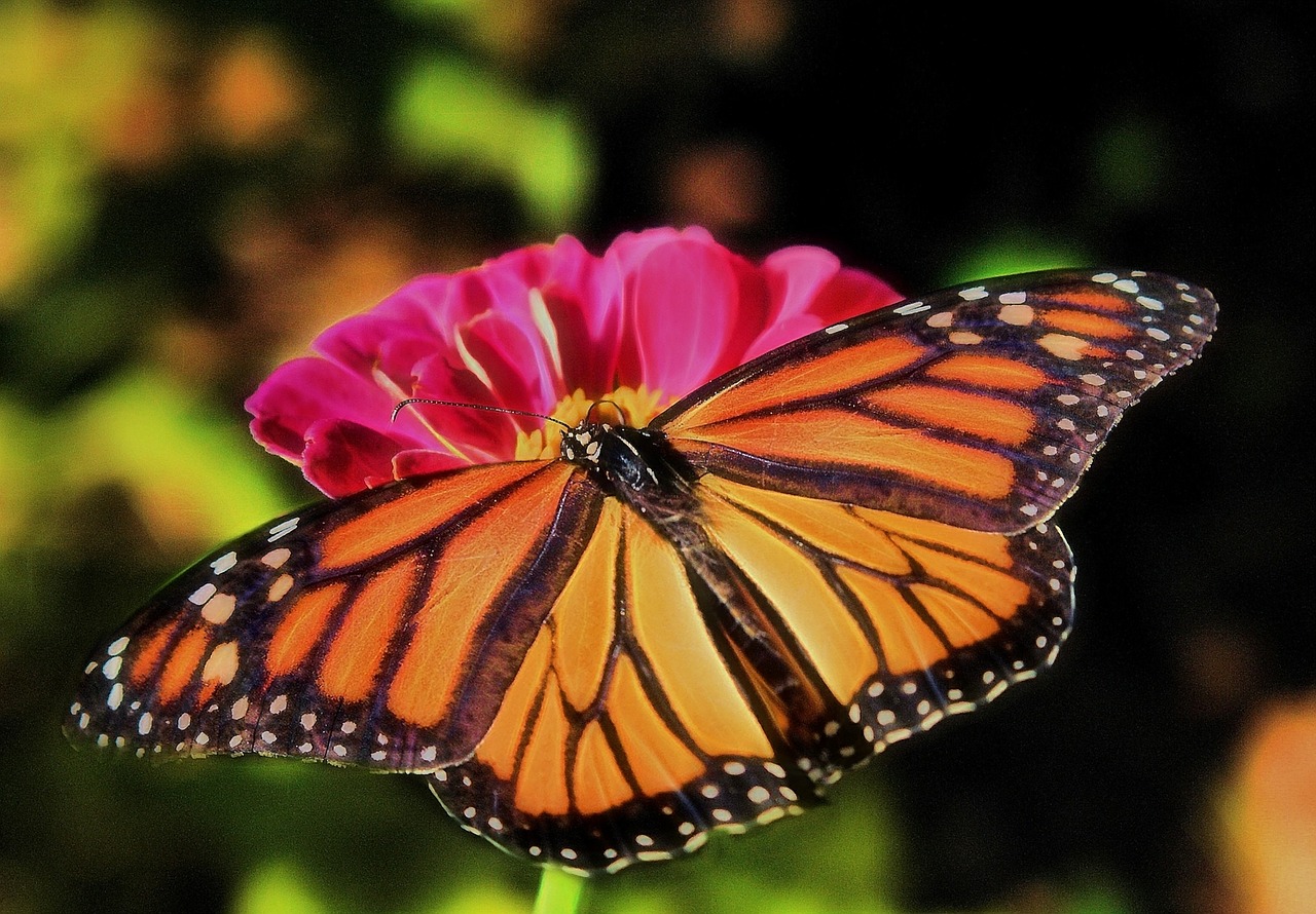 monarch butterfly orange free photo