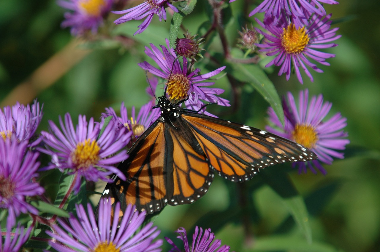 monarch butterfly flower free photo