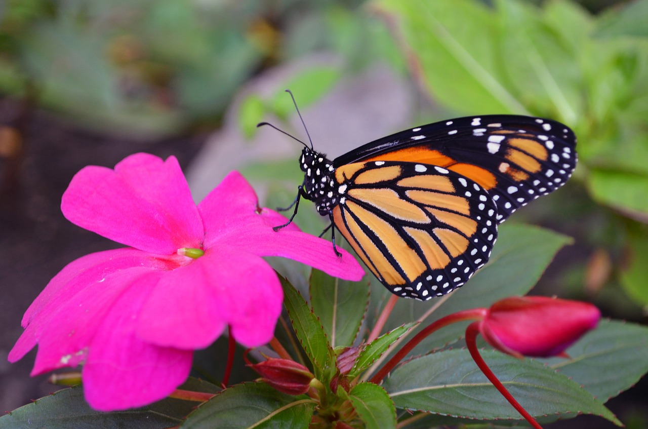 monarch butterfly macro free photo