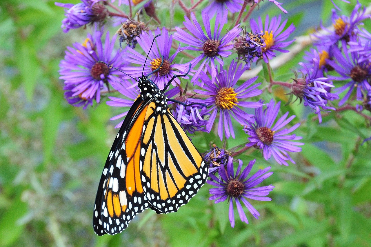 monarch butterfly macro free photo