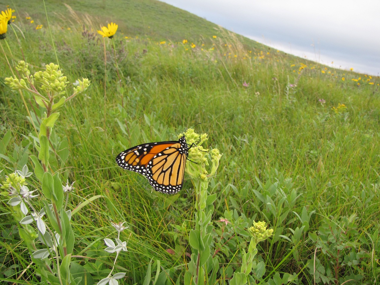 monarch butterfly macro free photo