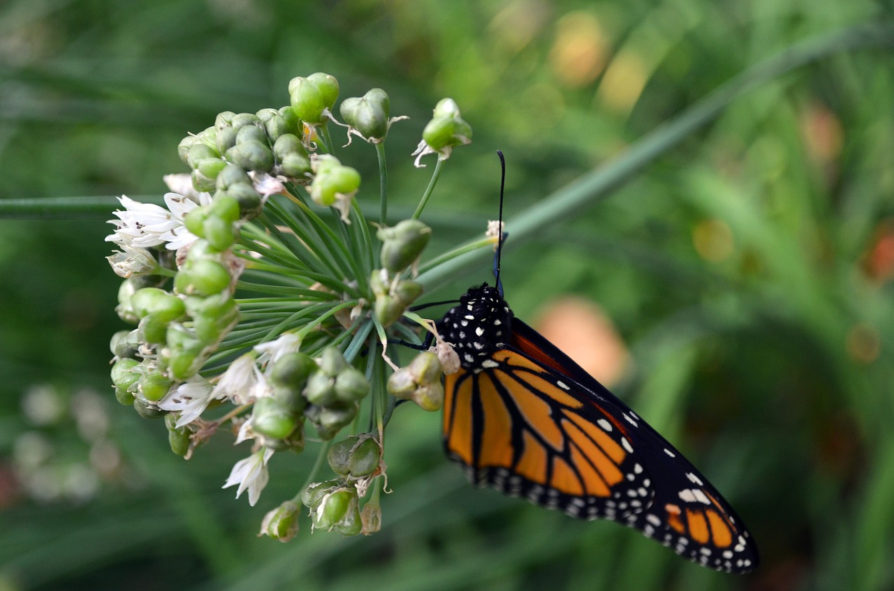 monarch butterfly macro free photo