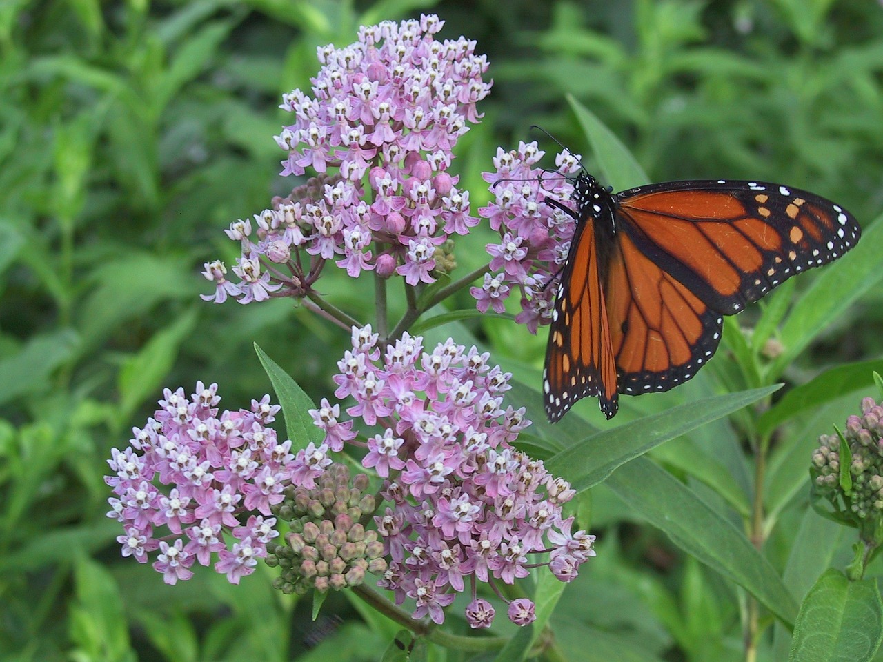 monarch milkweed orange free photo