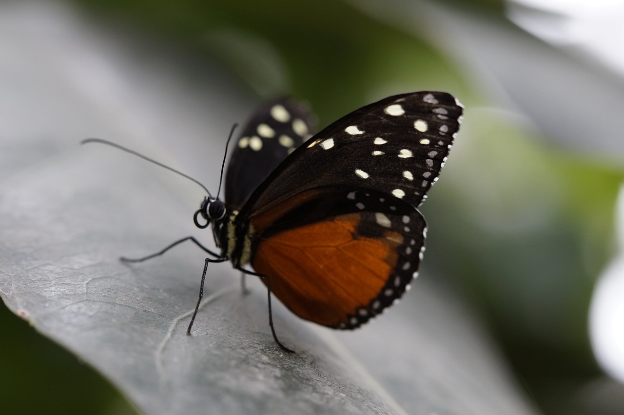 monarch monarch butterfly butterfly free photo