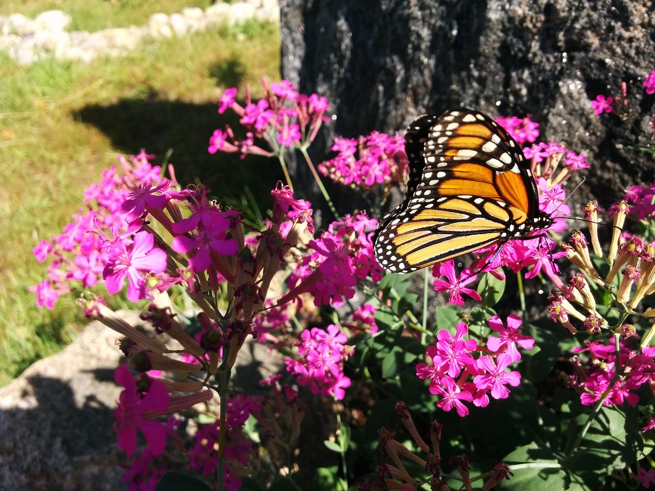 monarch butterfly unpalatable free photo