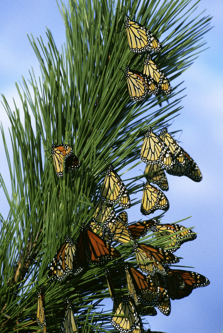 monarch butterflies butterfly insects free photo