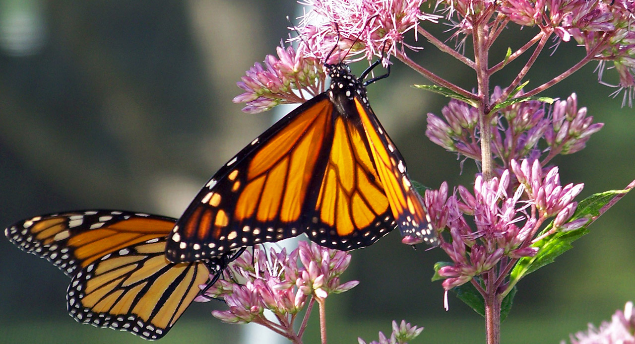 monarch butterfly butterflies free photo