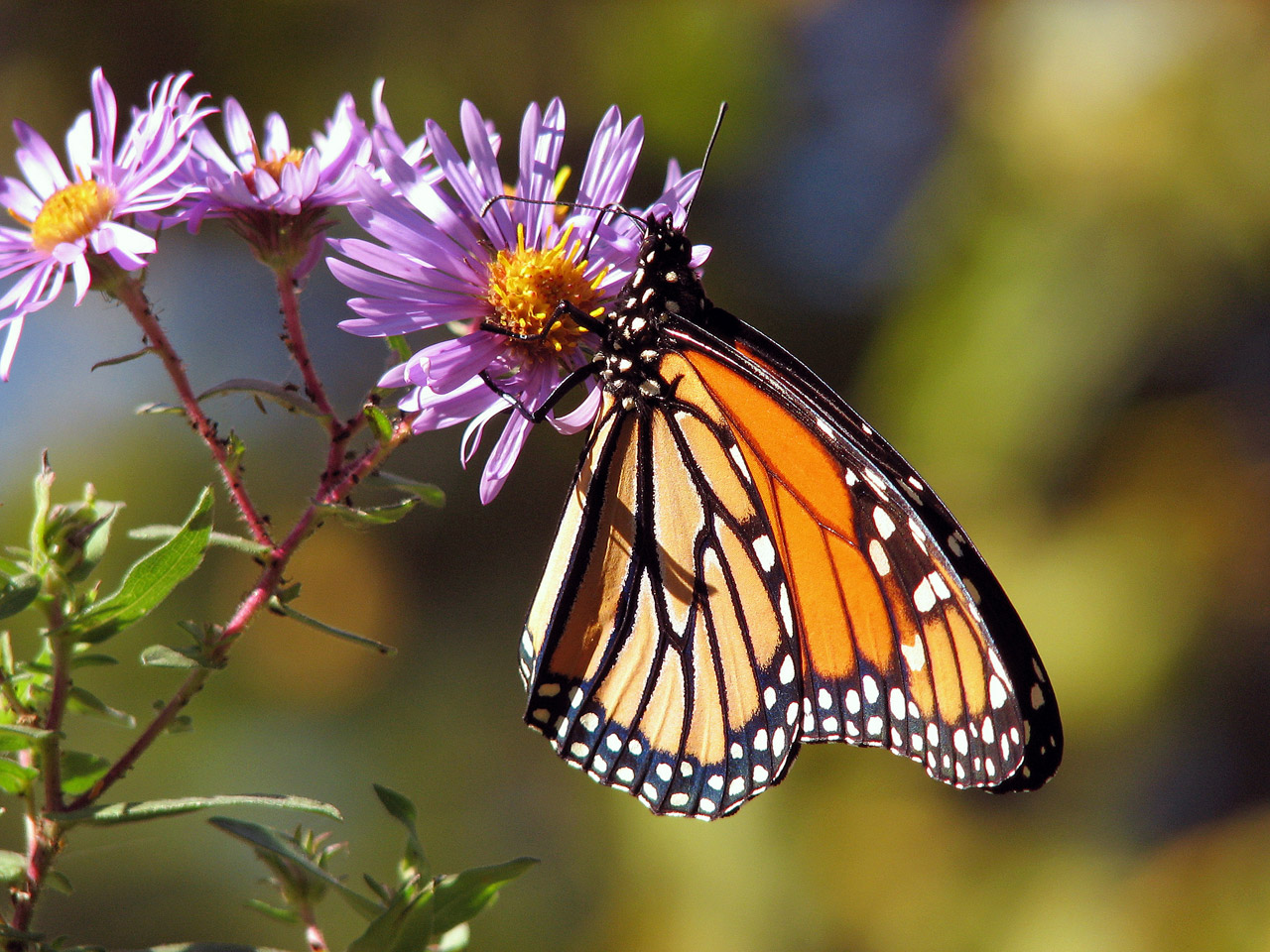 butterfly butterflies monarch free photo