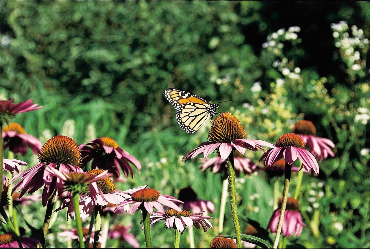 monarch butterfly flower blossom free photo