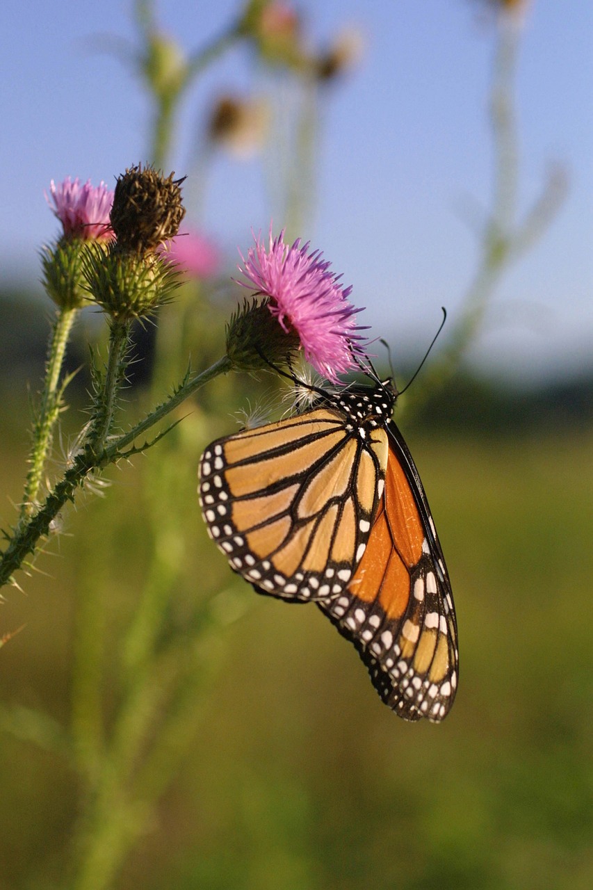 monarch butterfly flower blossom free photo