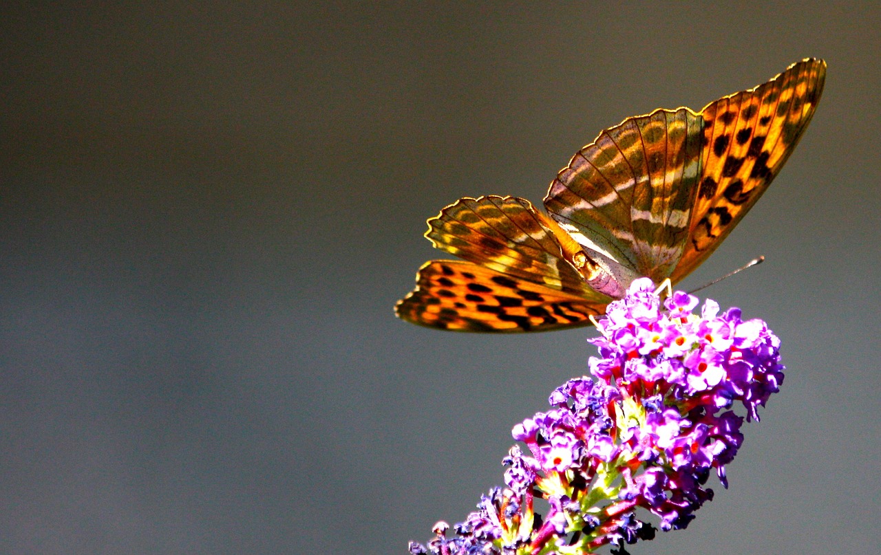 monarch butterfly summer flower free photo