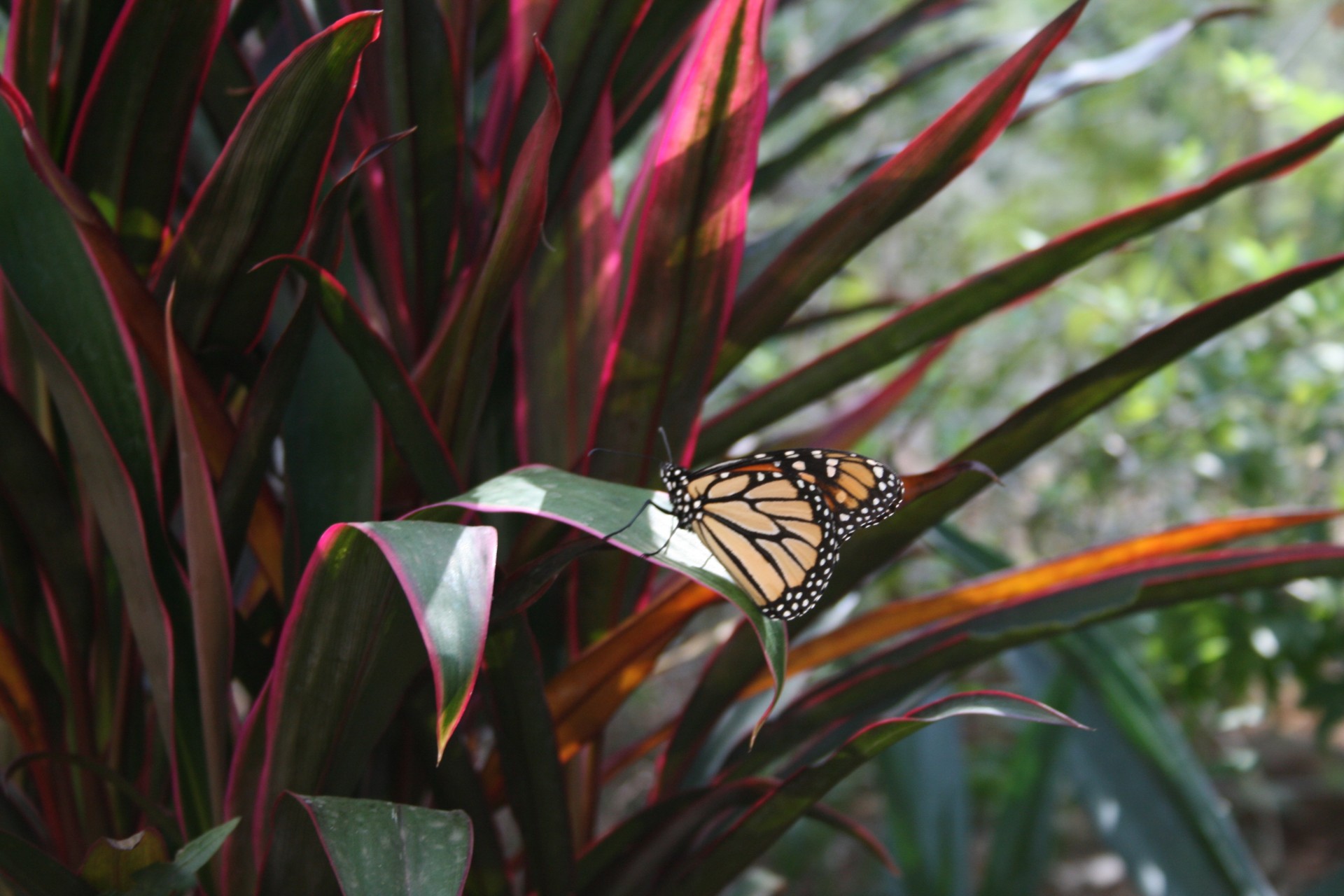 monarch butterfly monarch butterfly free photo