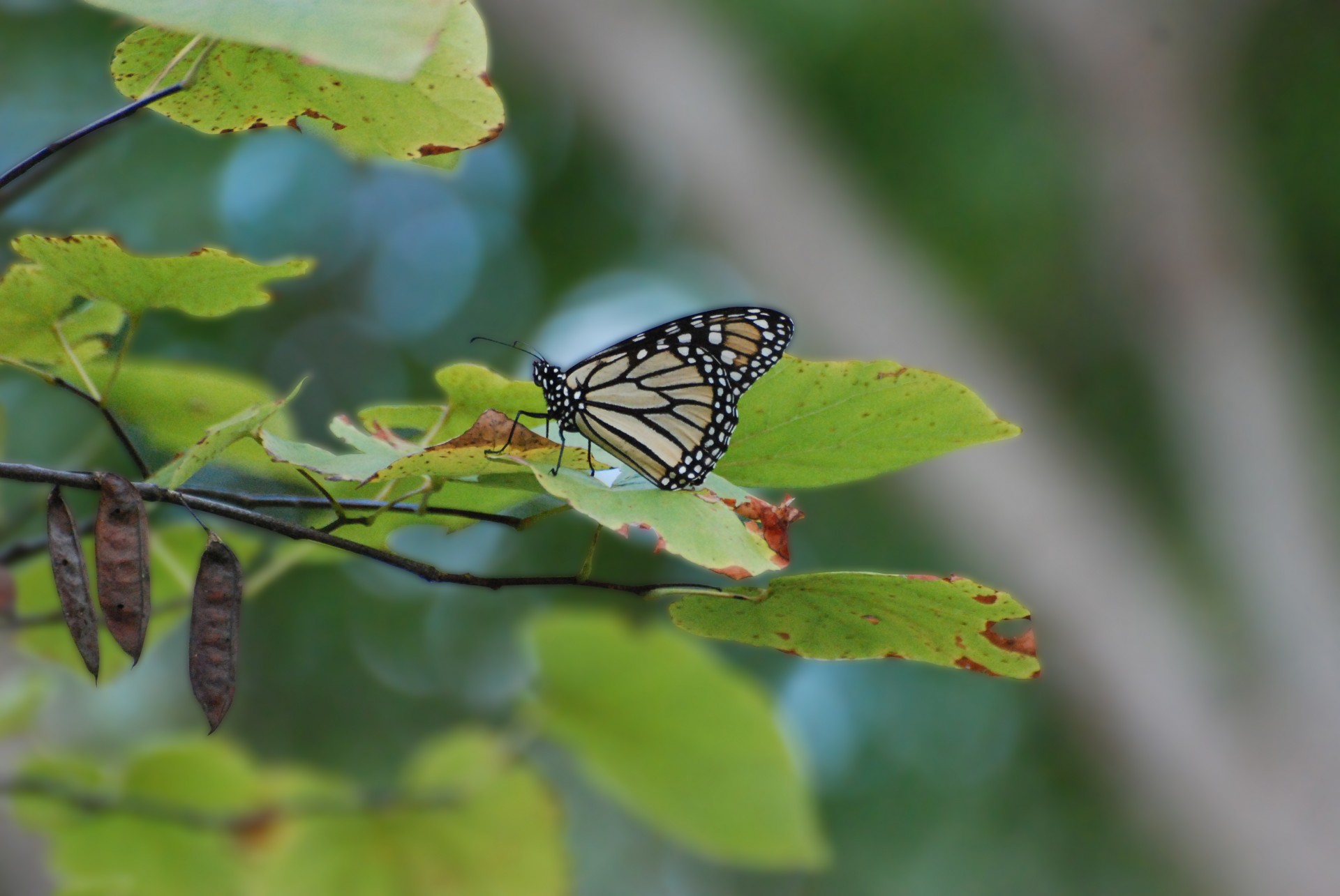 butterfly monarch butterfly monarch butterfly free photo