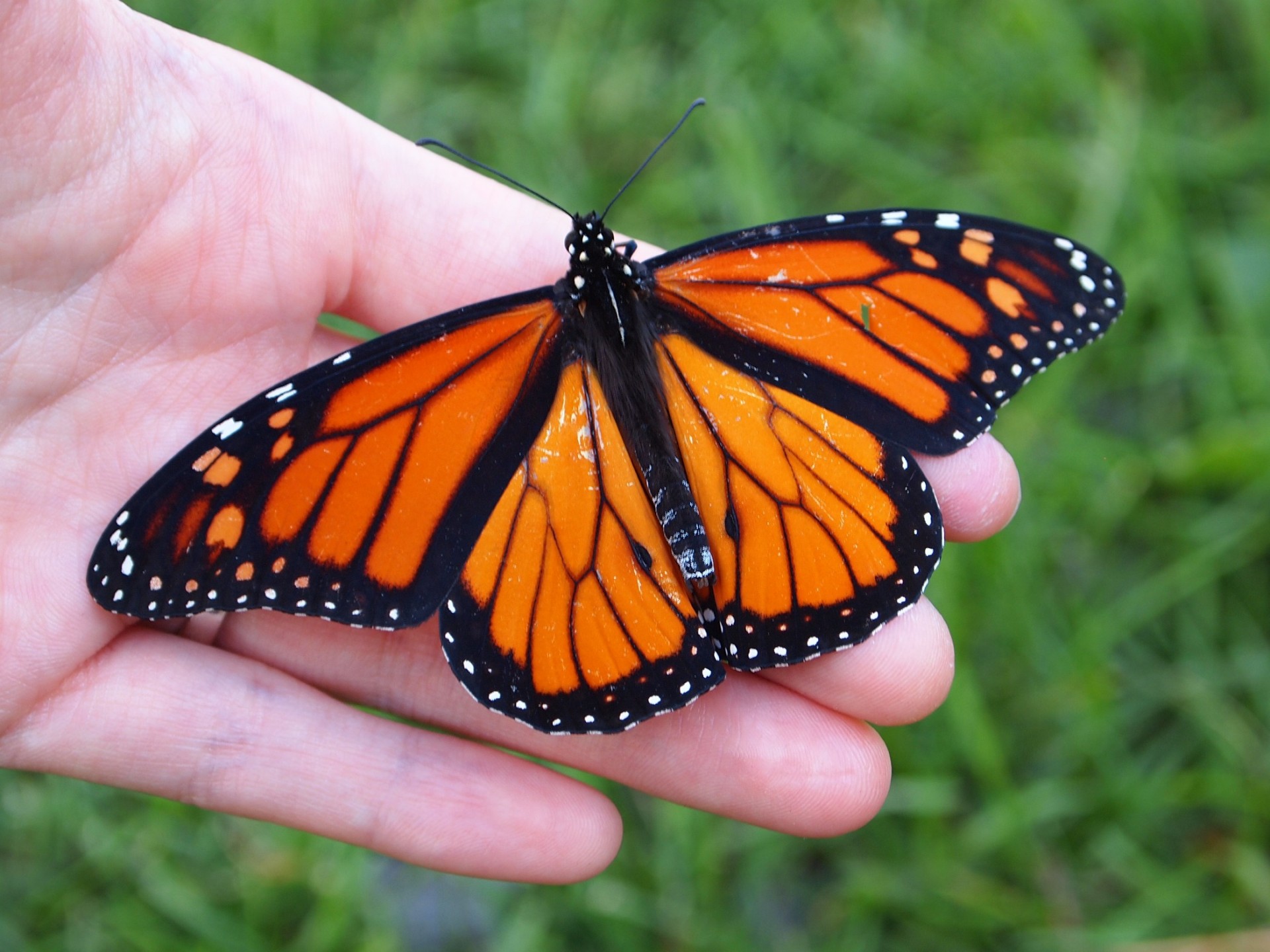 monarch butterfly hand free photo