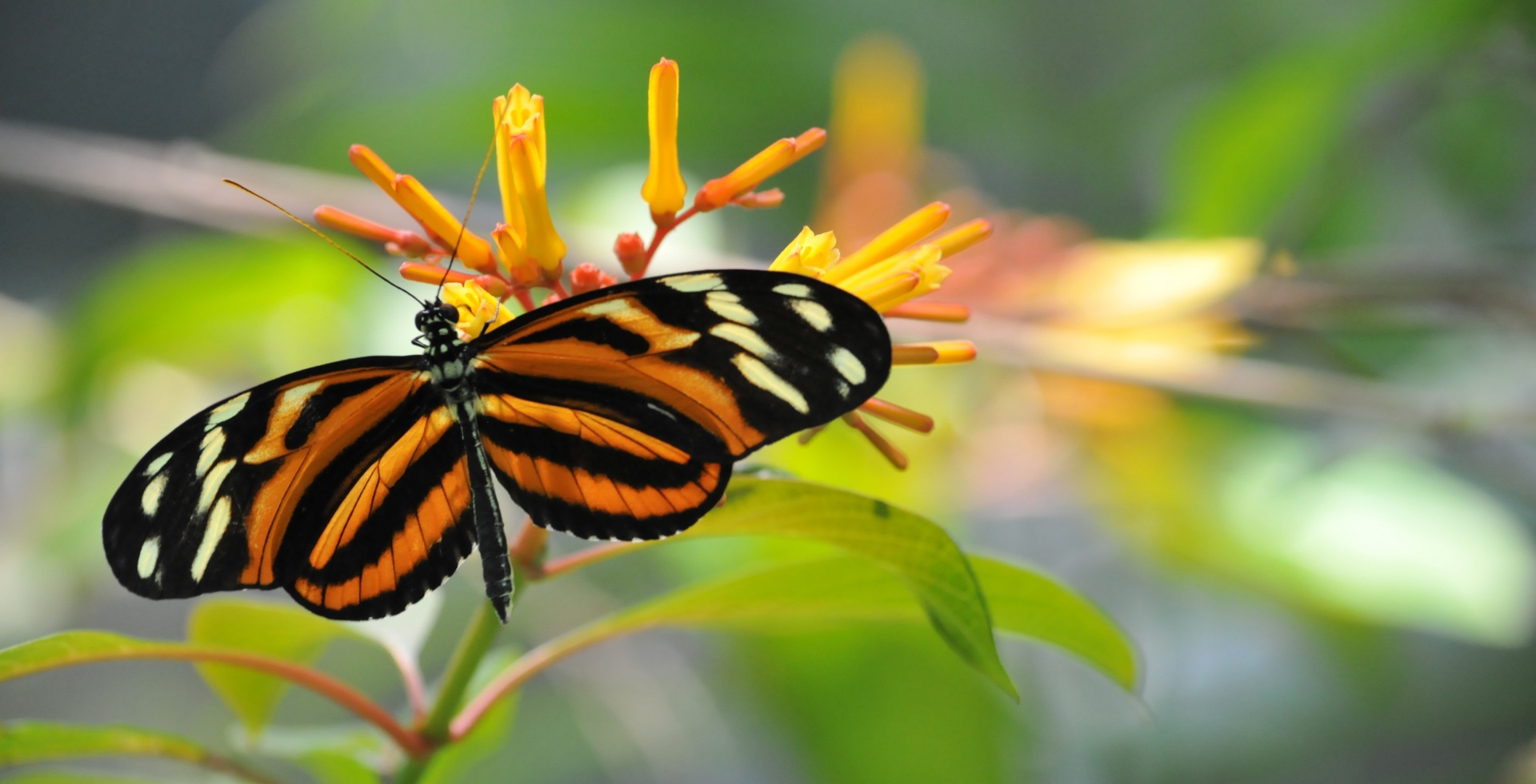 butterfly butterflies monarch free photo