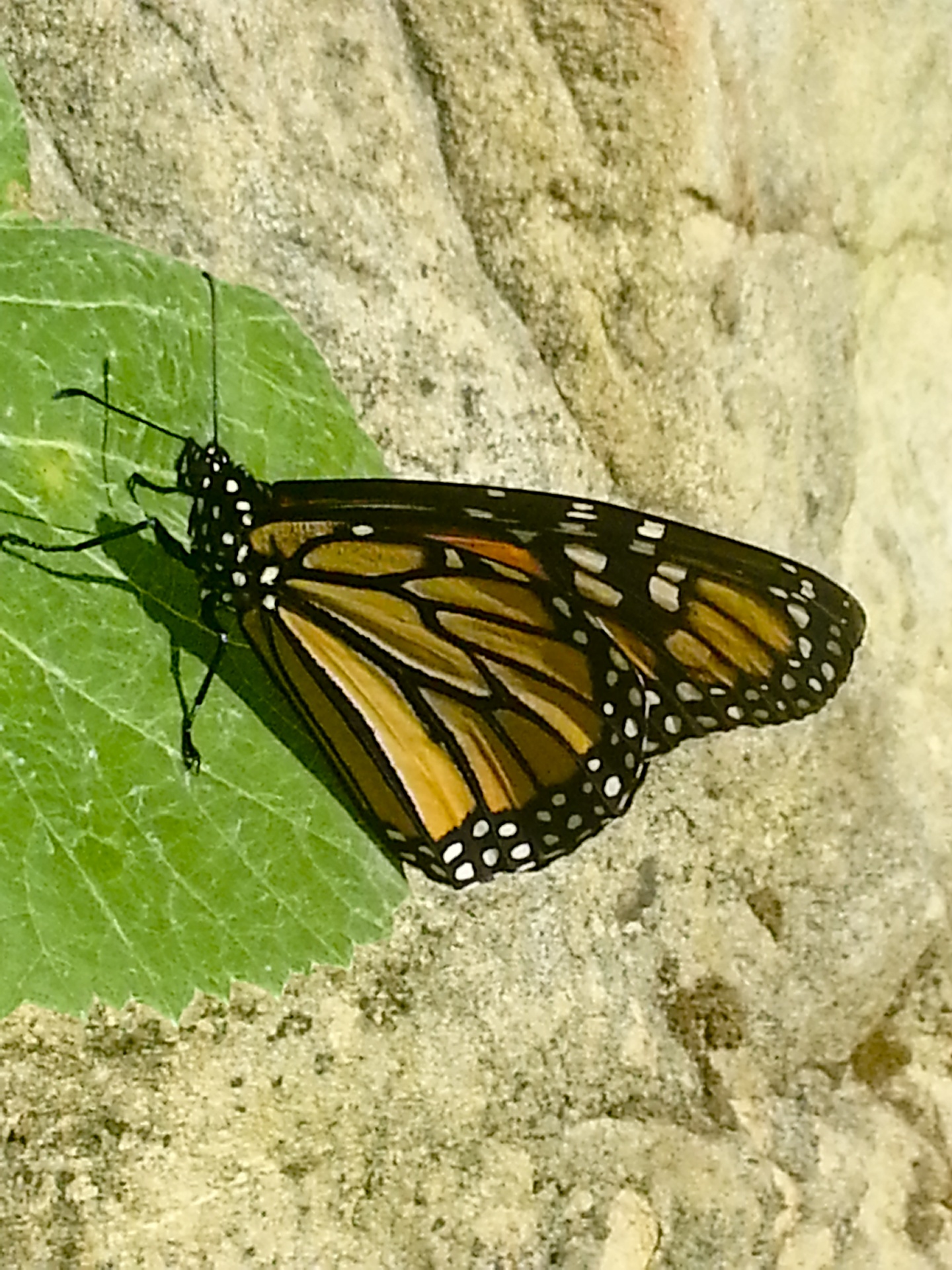 monarch butterfly orange free photo