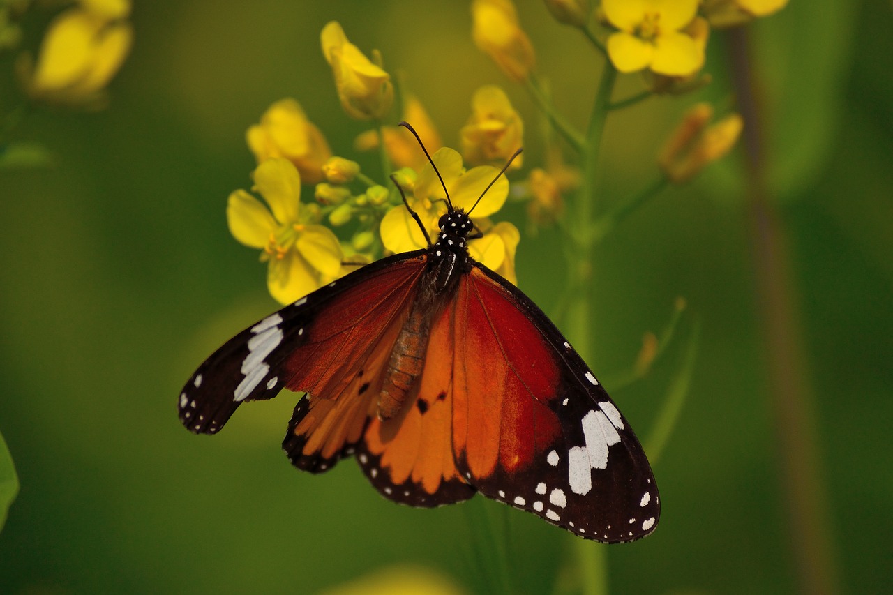 monarch butterfly mustard flower nature free photo