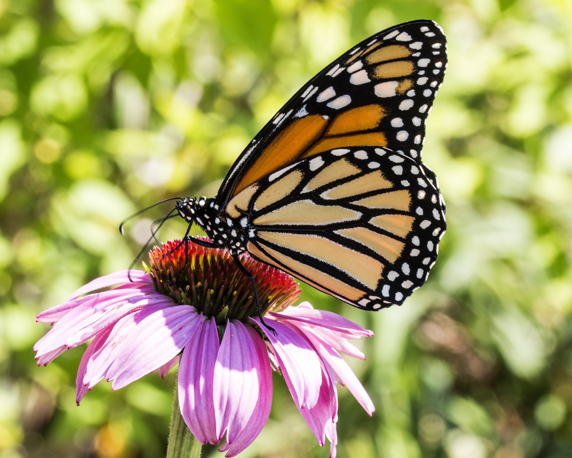 monarch butterfly coneflower pattern free photo