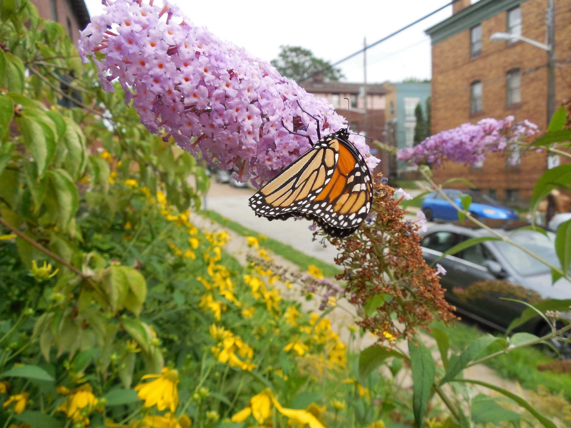 butterfly monarch butterfly bush free photo