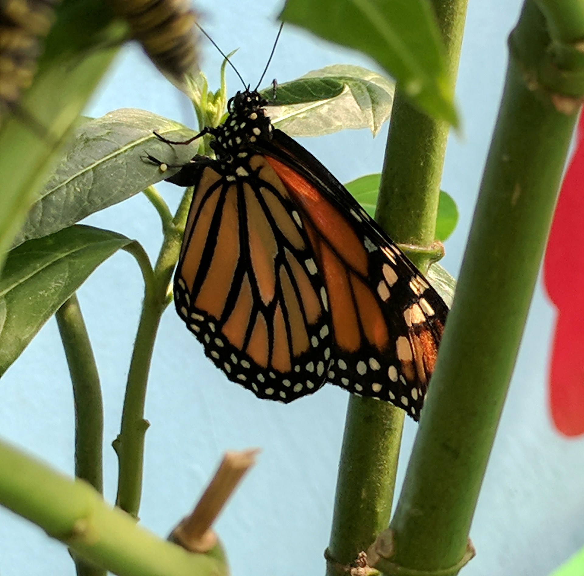 monarch monarch butterfly butterfly free photo